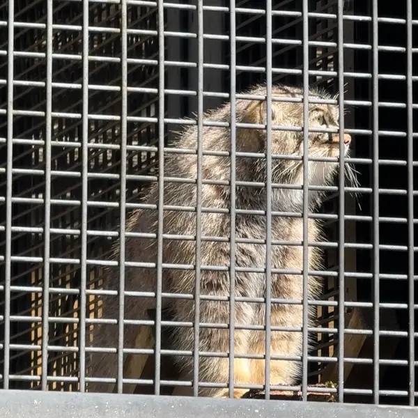 A photograph of Grusha in Asahiyama Zoo