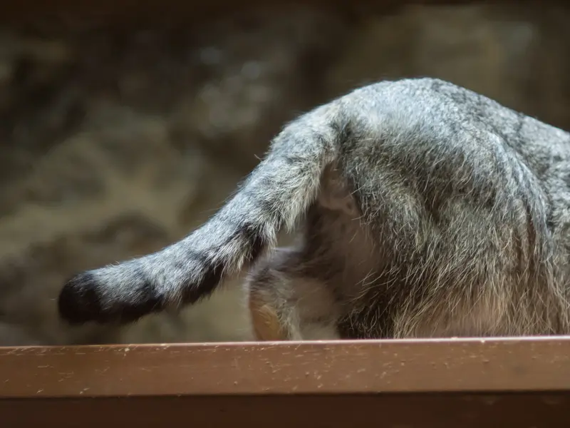A photograph of Klyon in Ueno Zoological Gardens
