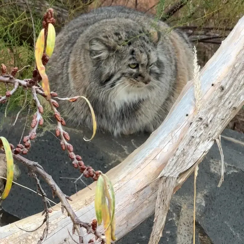 A photograph of a Pallas's cat in Prague Zoo