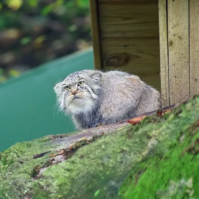 A photograph of Pabu in Nordens Ark