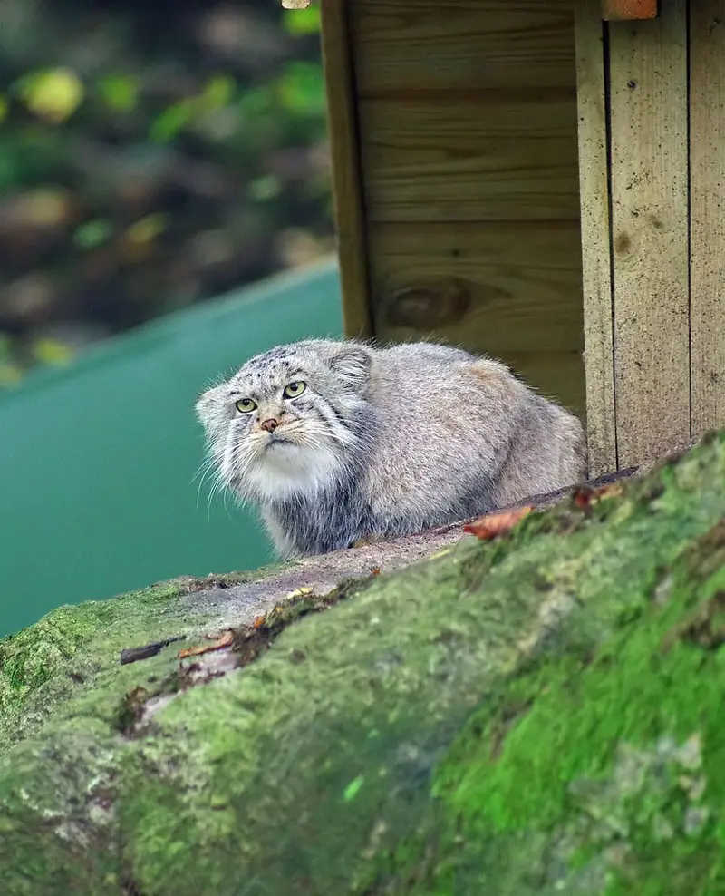 A photograph of Pabu in Nordens Ark