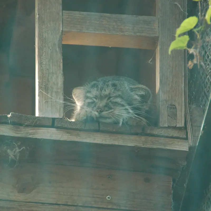 A photograph of Lucy in Budapest Zoo & Botanical Garden