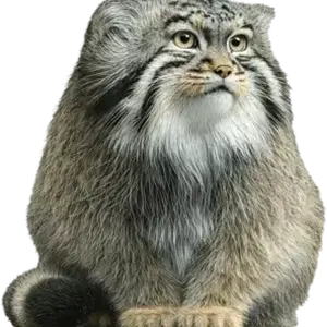 A photograph of Karaganda in Binghamton Zoo at Ross Park