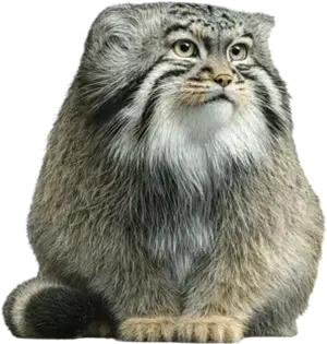 A photograph of Karaganda in Binghamton Zoo at Ross Park