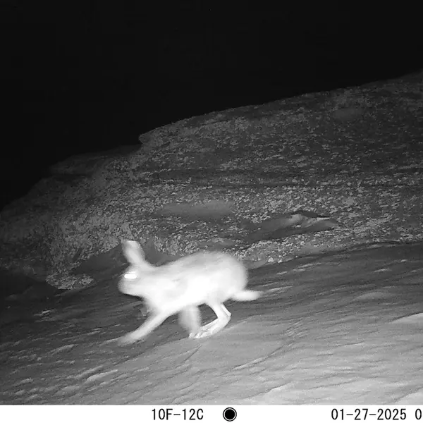 A photograph of Hare from Bektauata 1 camera trap