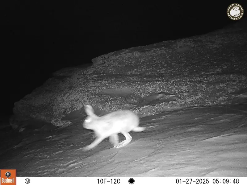 A photograph of Hare from Bektauata 1 camera trap