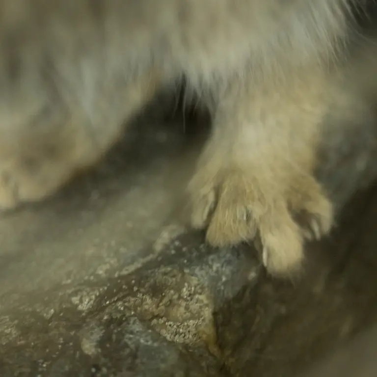 A photograph of Primula in Ueno Zoological Gardens