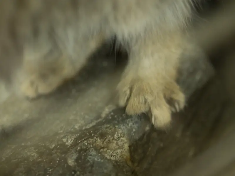 A photograph of Primula in Ueno Zoological Gardens