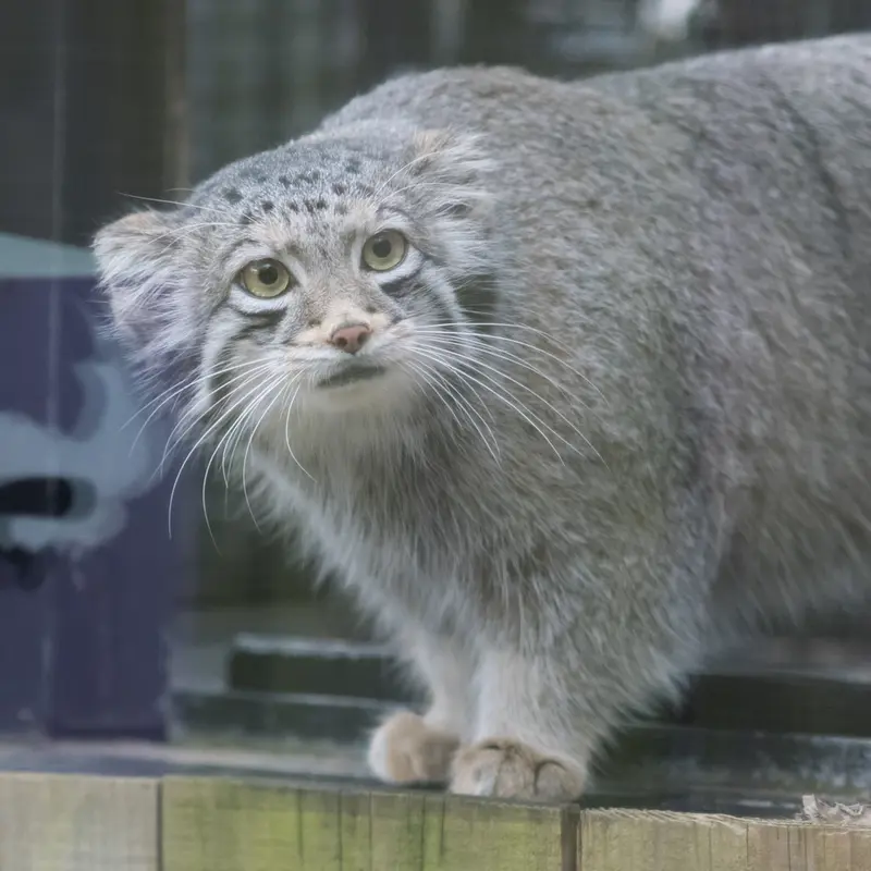 A photograph of Oto in Saitama Children's Zoo