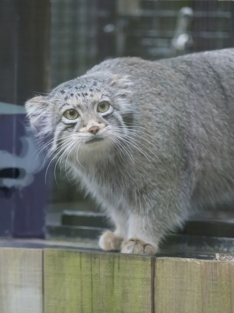A photograph of Oto in Saitama Children's Zoo