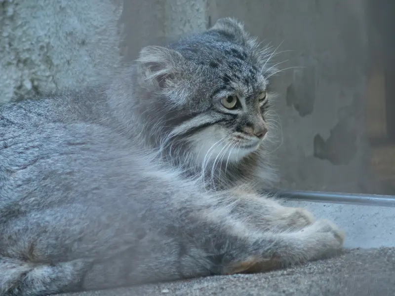 A photograph of Figa in Nogeyama Zoo