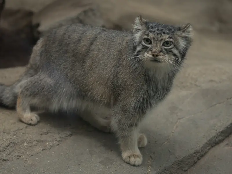 A photograph of Az in Kobe Animal Kingdom