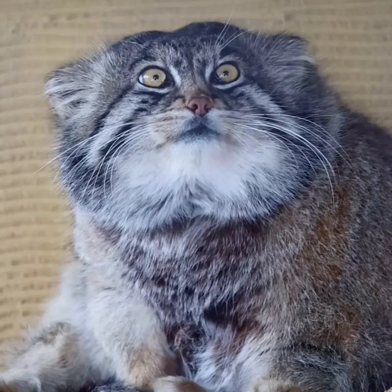 A photograph of a Pallas's cat