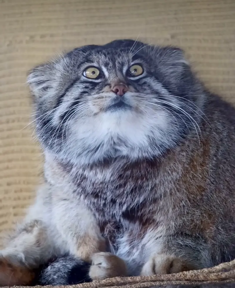 A photograph of a Pallas's cat
