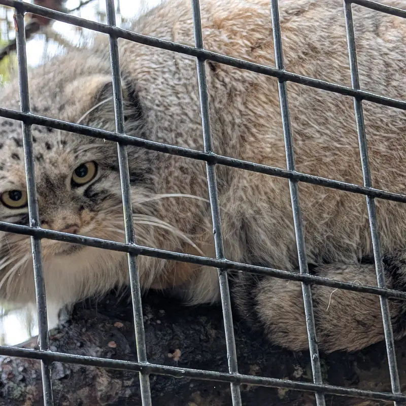 A photograph of Brie in Oglebay Good Zoo