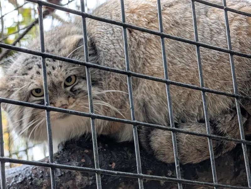 A photograph of Brie in Oglebay Good Zoo