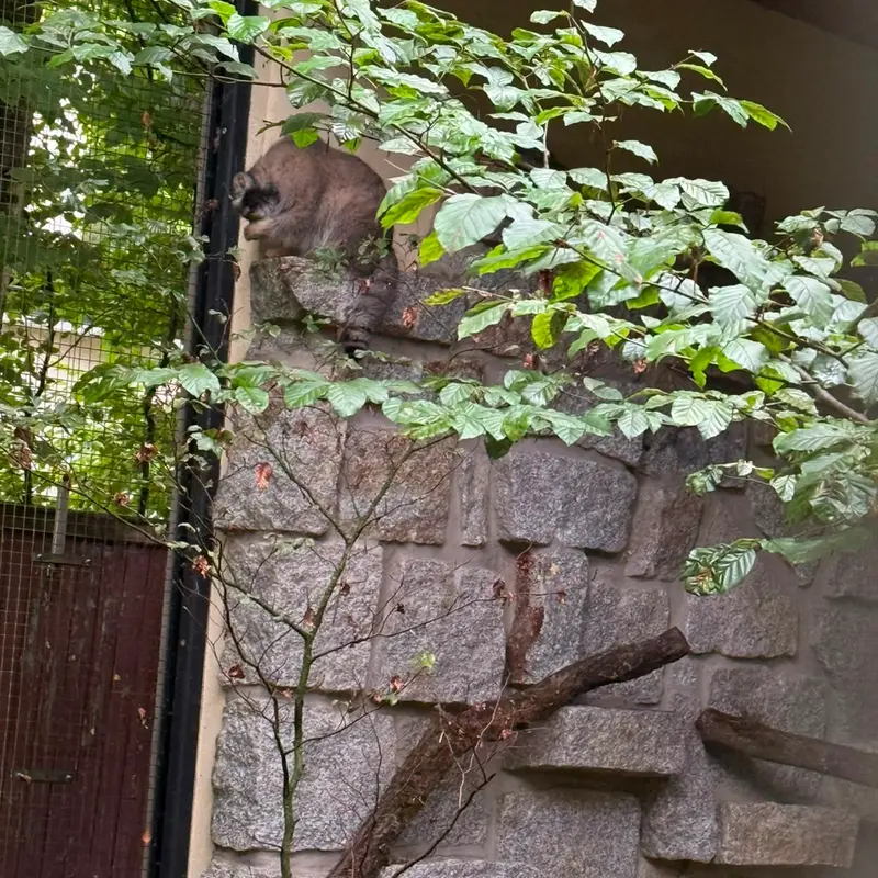 A photograph of Tuya in Chemnitz Zoo