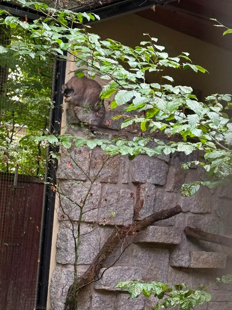 A photograph of Tuya in Chemnitz Zoo