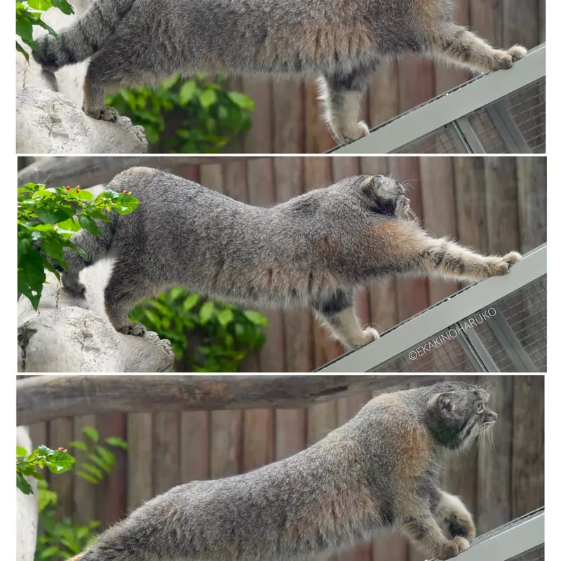 A photograph of Nar in Kobe Animal Kingdom