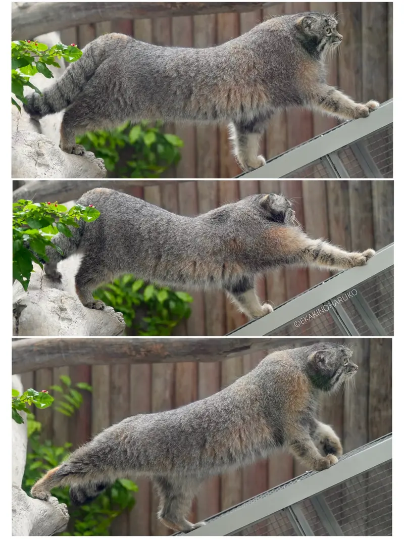 A photograph of Nar in Kobe Animal Kingdom