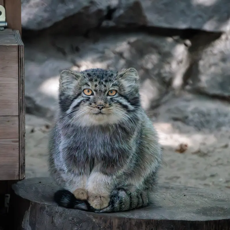 A photograph of a Pallas's cat in Novosibirsk Zoo