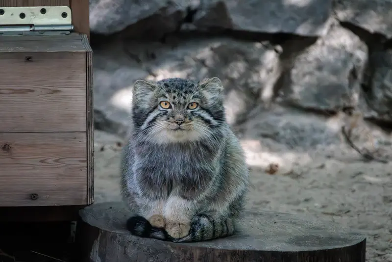 A photograph of a Pallas's cat in Novosibirsk Zoo