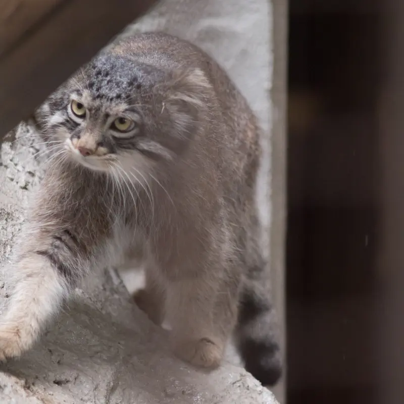 A photograph of Figa in Nogeyama Zoo
