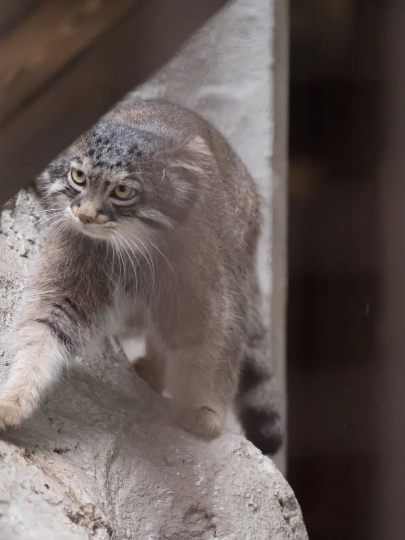 A photograph of Figa in Nogeyama Zoo