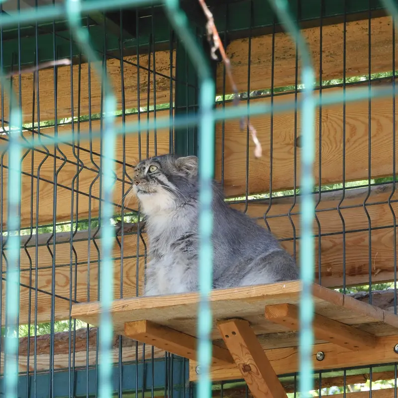 A photograph of a Pallas's cat