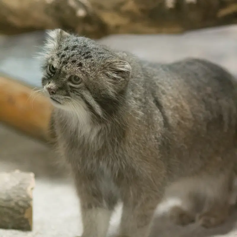 A photograph of Klyon in Ueno Zoological Gardens