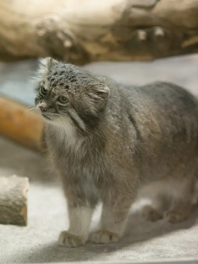 A photograph of Klyon in Ueno Zoological Gardens