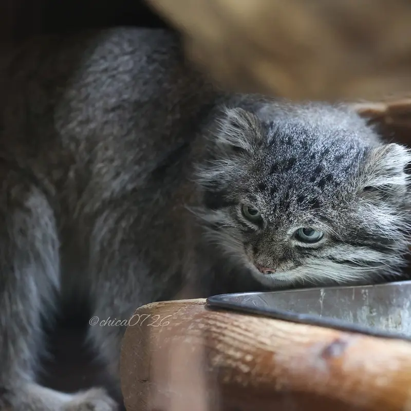 A photograph of Klyon in Ueno Zoological Gardens