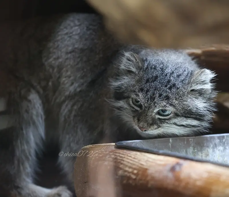 A photograph of Klyon in Ueno Zoological Gardens