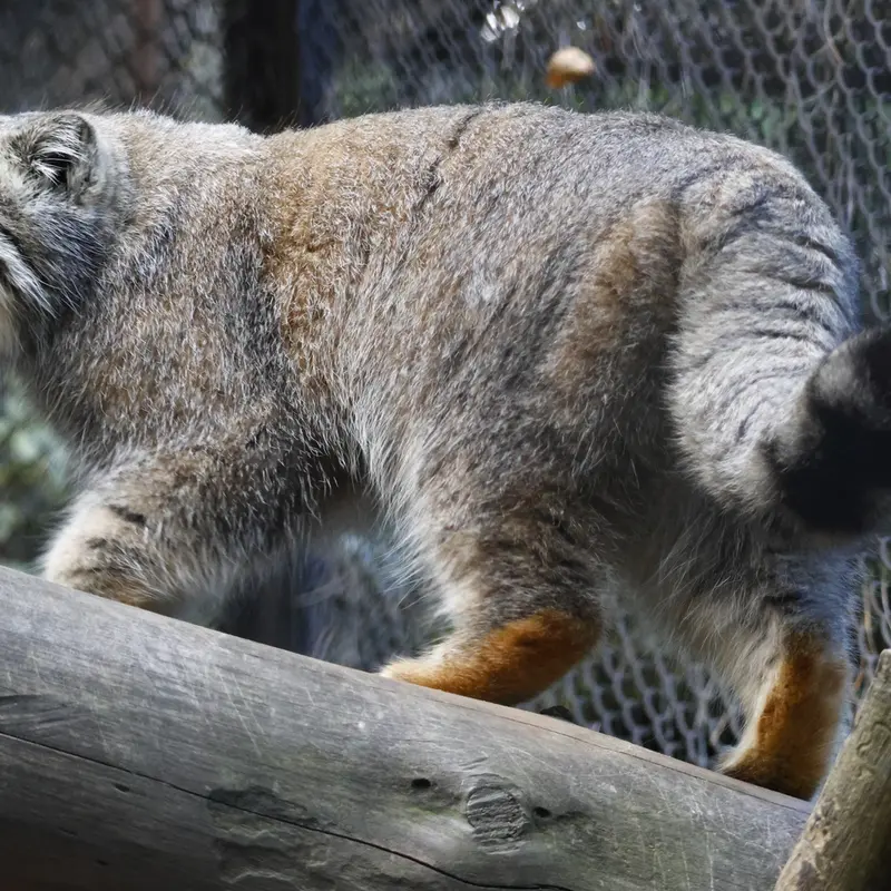 A photograph of Ruf in Novosibirsk Zoo