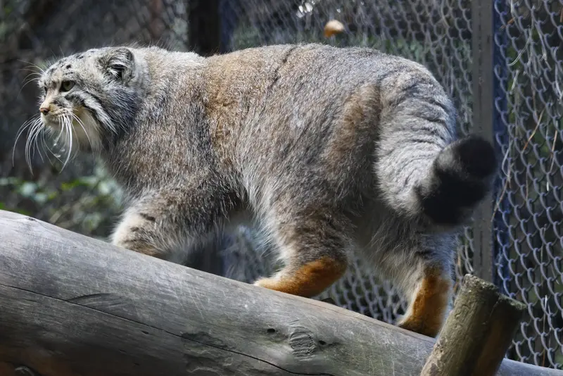 A photograph of Ruf in Novosibirsk Zoo