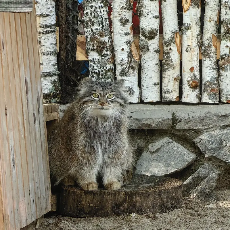 A photograph of Snezhinka in Novosibirsk Zoo