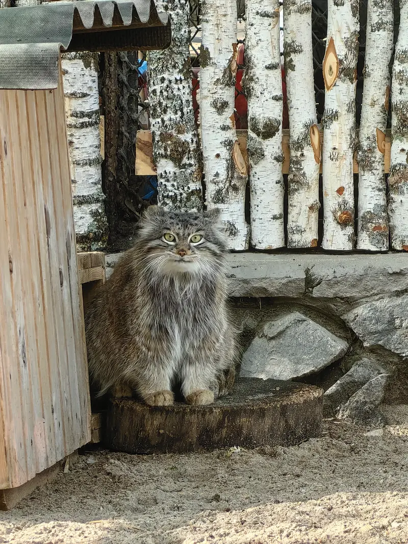 A photograph of Snezhinka in Novosibirsk Zoo