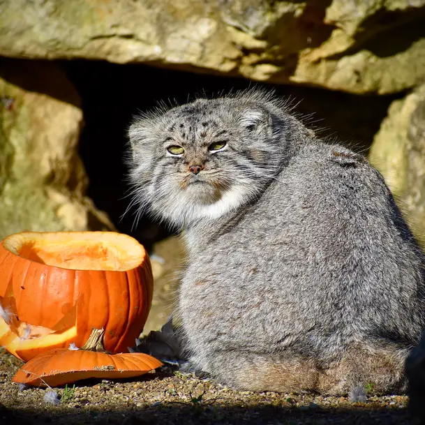 A photograph of Atlan in Port Lympne Wild Animal Park