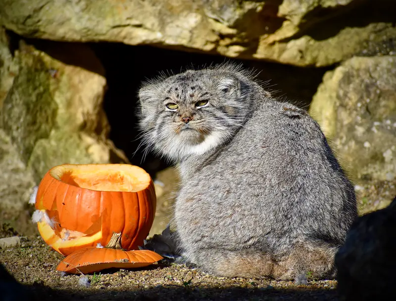 A photograph of Atlan in Port Lympne Wild Animal Park