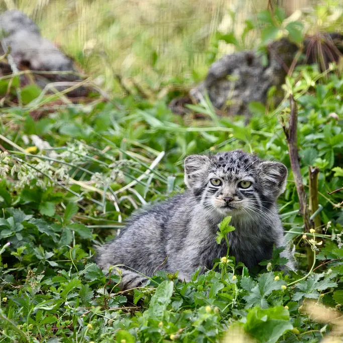 A photograph of a Pallas's cat in Port Lympne Wild Animal Park