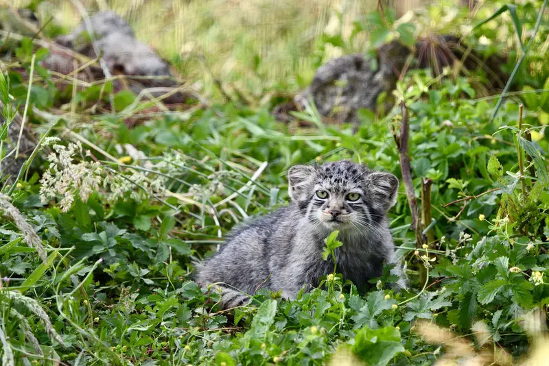 A photograph of a Pallas's cat in Port Lympne Wild Animal Park