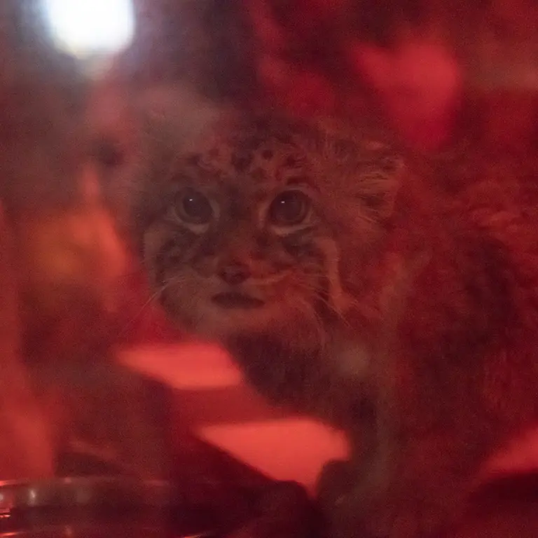 A photograph of Naim in Ueno Zoological Gardens