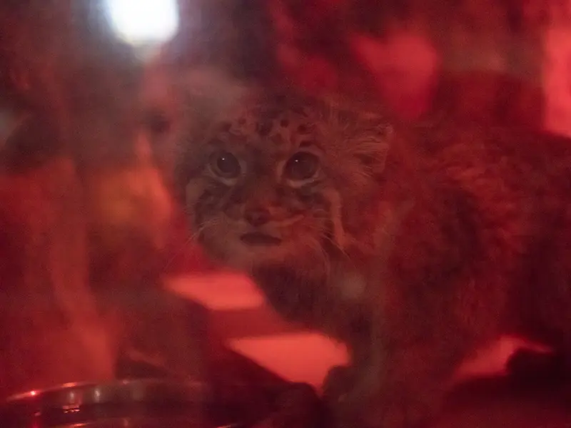 A photograph of Naim in Ueno Zoological Gardens