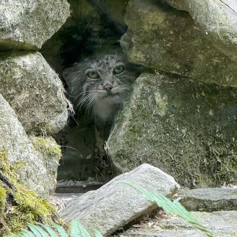 A photograph of Fay in Opel Zoo