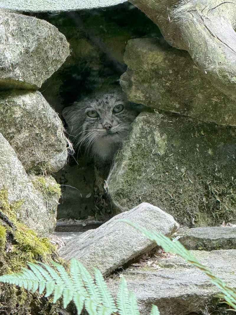A photograph of Fay in Opel Zoo