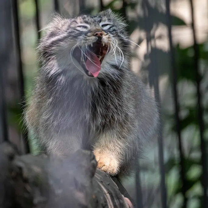 A photograph of Leon in Novosibirsk Zoo
