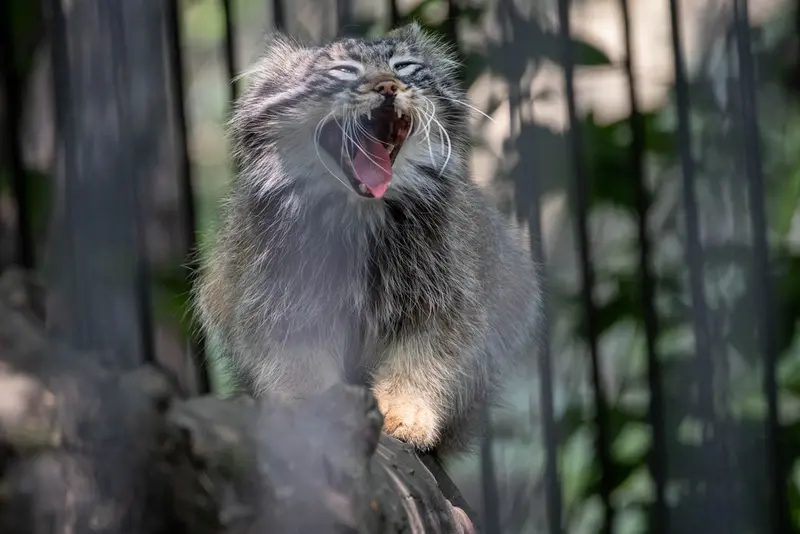 A photograph of Leon in Novosibirsk Zoo