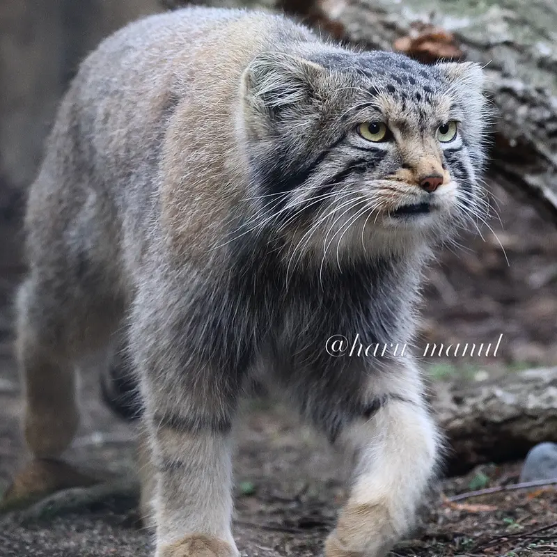A photograph of Nagomu in Nasu Animal Kingdom