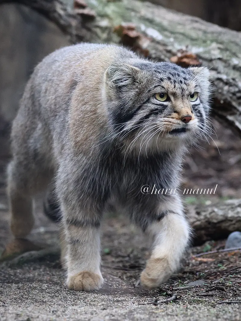 A photograph of Nagomu in Nasu Animal Kingdom