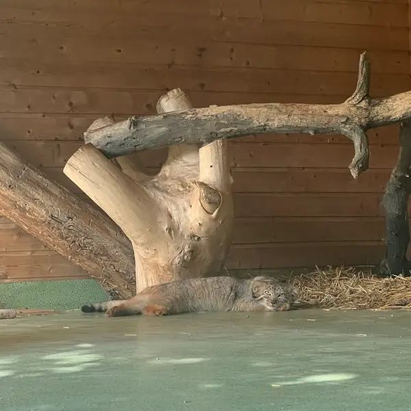 A photograph of Naré in Yerevan Zoo